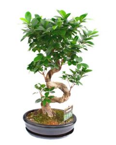 Bonsai Ficus Microcarpa Ginseng 60 cm