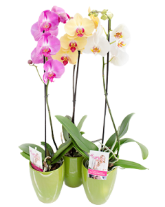 Orhideea Phalaenopsis 1 tija