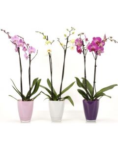 Orhideea Phalaenopsis 2 tije