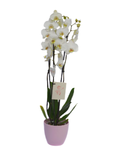 Orhideea Phalaenopsis 3 tije