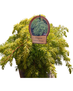 Ienupar All Gold - Juniperus Conferta 'All Gold'