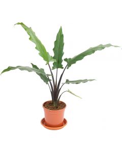 Alocasia - Alocasia Lauterbachiana