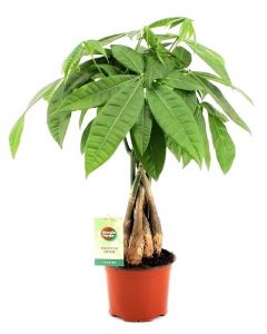 Arborele banilor - Pachira aquatica