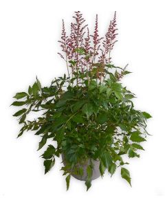 Astilbe - Astilbe Chinensis