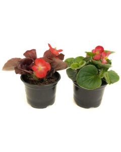 Begonie de gradina - Begonia Semperflorens