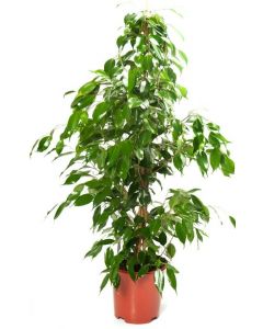 Ficus Benjamina 130 cm