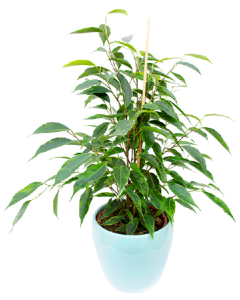 Ficus Benjamina 40 cm