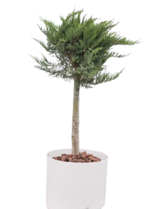 Ienupar Bila pe Trunchi - Juniperus