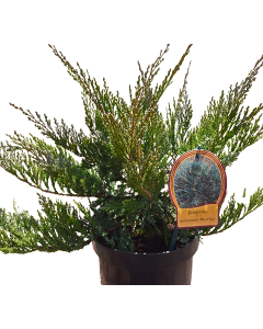 Ienupar Blue Chip - Juniperus Horizontalis 'Blue Chip'