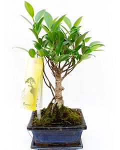 Bonsai Ficus Retusa