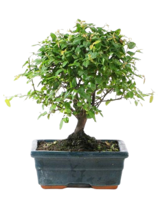 Bonsai Sagaretia