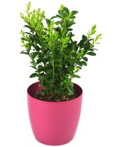 Buxus - Buxus sempervirens