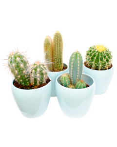 Cactus Mix 20 cm