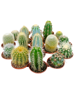 Cactus Mix 5 cm