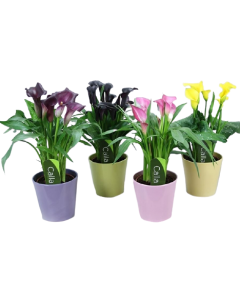 Zantedeschia - Cala