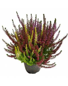 Iarba Neagra - Calluna Vulgaris