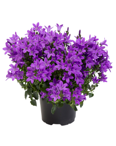 Campanula - Campanula Portenschlagiana