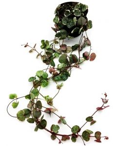 Ceropegia Woodii - Lantul Inimilor