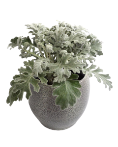 Cineraria - Senecio Cineraria