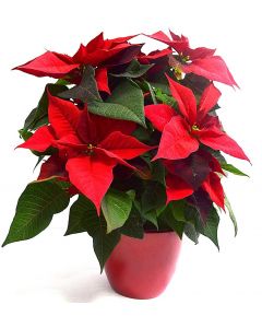 Craciunita 35 cm - Euphorbia Pulcherrima - Poinsettia