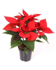 Craciunita 25 cm - Euphorbia Pulcherrima - Poinsettia