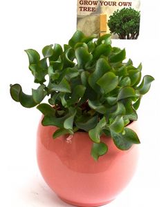 Crassula Undulata - Crassula Ovata