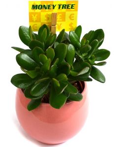 Planta banilor - Crassula Ovata