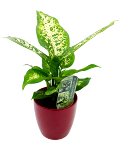 Dieffenbachia