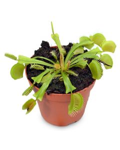 Dionaea