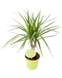 Dracena Marginata