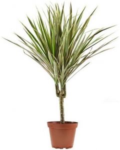 Dracena bicolora - Dracaena Bicolor