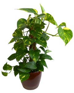 Iedera Diavolului - Epipremnum Aureum