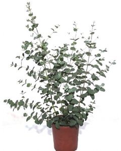 Eucalipt - Eucalyptus Gunnii