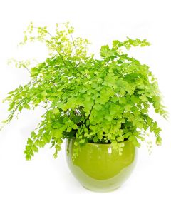 Feriga Adiantum