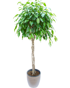 Ficus Benjamina 140 cm impletit