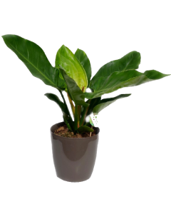 Filodendron - Philodendron Imperial