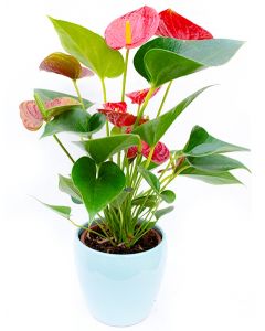 Flamingo - Anthurium Andraeanum