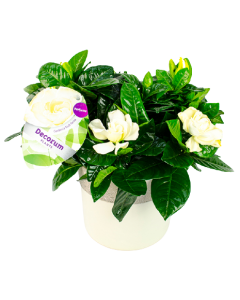 Gardenia