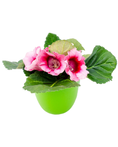 Gloxinia - Gloxinia Speciosa