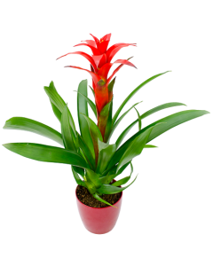 Guzmania Ostara