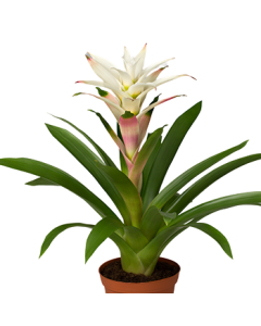 Guzmania