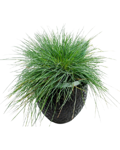 Festuca Glauca - Iarba Albastra