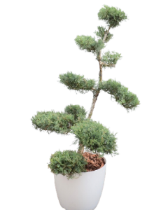 Ienupar Bonsai 120 cm - Juniperus