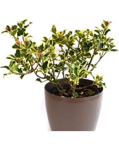 Ilex Aquifolium