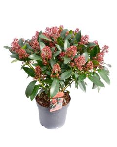 Liliac japonez Rubella XL - Skimmia japonica