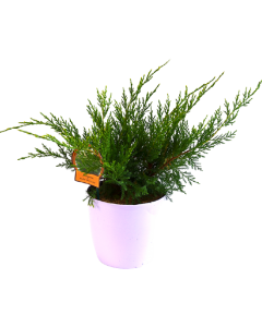 Ienupar Mint Julep - Juniperus Mint Julep