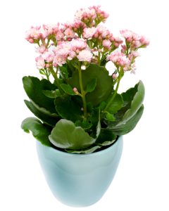 Kalanchoe