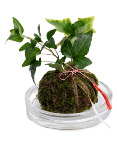 Kokedama, cod KK01