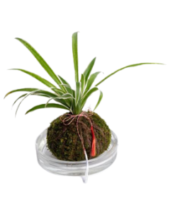 Kokedama, cod KK02