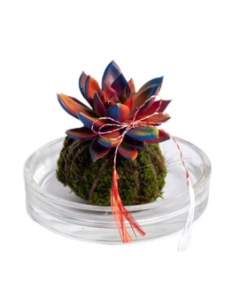 Kokedama, cod KK03